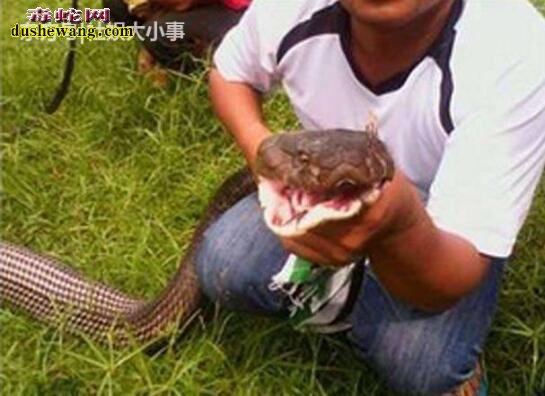 蛇精！泰国橡胶场主园中遭遇大腿粗的眼镜王蛇！ 众人合理制服！