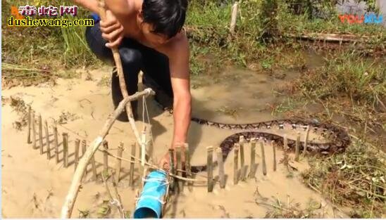 涨知识了！外国小伙用PVC管做陷阱捕捉大蟒蛇！