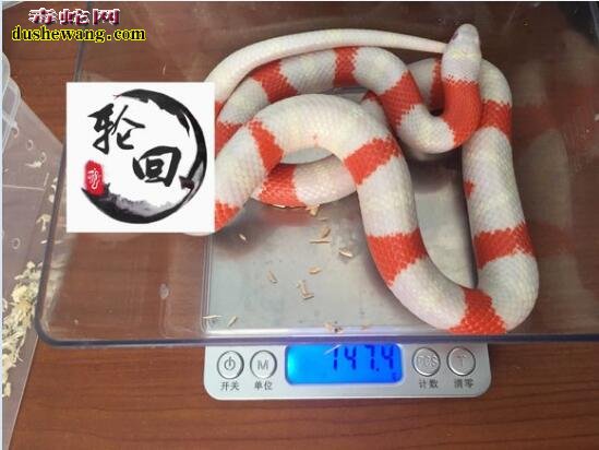 牛奶蛇多少钱?牛奶蛇价格是多少?