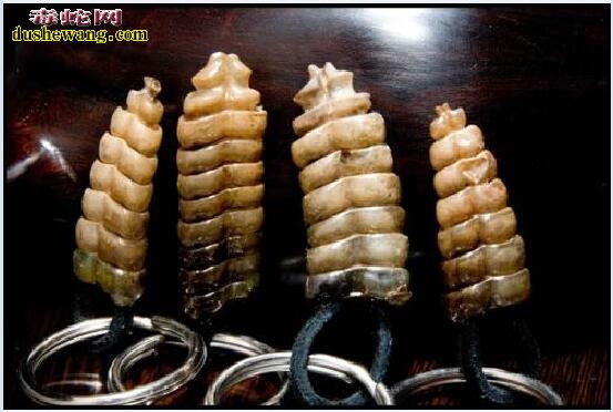 响尾蛇尾巴有什么作用?