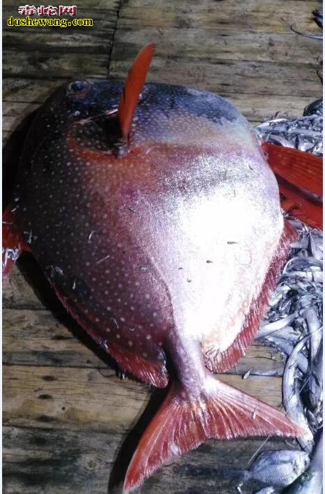 月亮鱼：温岭渔民捕获200斤怪鱼，当中竞拍3000元被浙江老板买走！