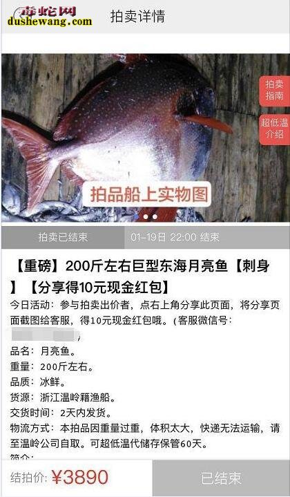 月亮鱼:温岭渔民捕获200斤怪鱼,当中竞拍3000元被浙江老板买走!