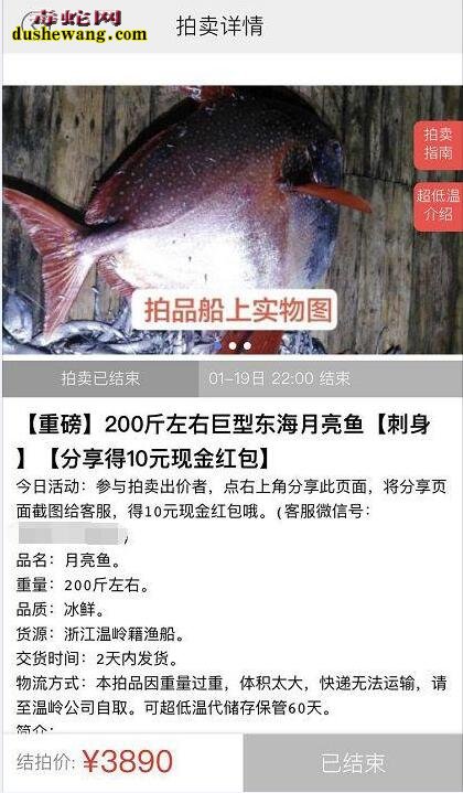 月亮鱼：温岭渔民捕获200斤怪鱼，当中竞拍3000元被浙江老板买走！