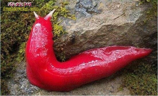 世界十大最艳丽的动物： 帝王颈环蛇最毒、红蛞蝓最恶心！