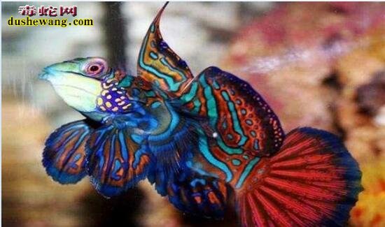 世界十大最艳丽的动物： 帝王颈环蛇最毒、红蛞蝓最恶心！