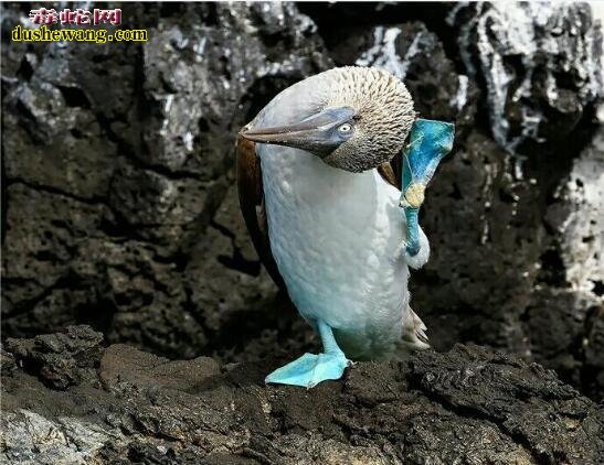 蓝脚鲣鸟：世界上唯一一种蓝色脚掌的水鸟、入水捕鱼速度可达100码！