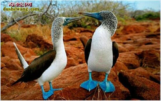 蓝脚鲣鸟：世界上唯一一种蓝色脚掌的水鸟、入水捕鱼速度可达100码！