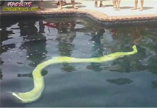 蛇友将5米黄金蟒放进游泳池洗澡！羡慕倒一大片宠物蛇爱好者！