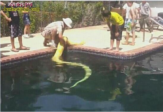 蛇友将5米黄金蟒放进游泳池洗澡！羡慕倒一大片宠物蛇爱好者！