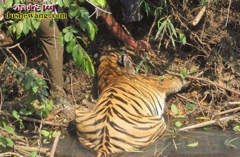 男子发现一只老虎死在河边！专家说是被毒蛇咬死的！