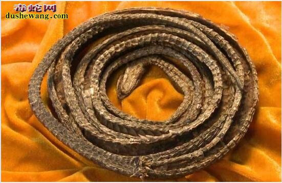 乌梢蛇的主要功效和主治病症