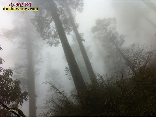 中国最恐怖的景区!死亡之地-瓦屋山迷魂函:近400年无人敢踏入!