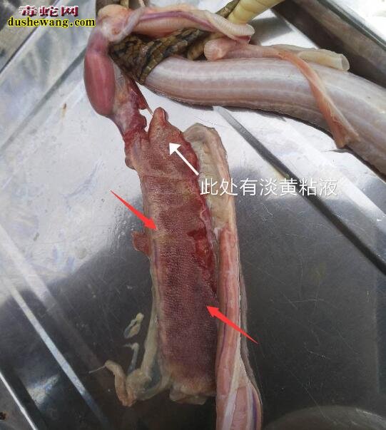 图说养蛇:一组蛇友死蛇解剖图,分析蛇的死亡原因!