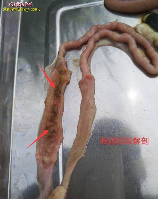 图说养蛇:一组蛇友死蛇解剖图,分析蛇的死亡原因!