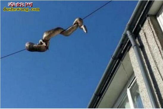 英国街头电线惊现蟒蛇 原来缅甸蟒蛇还是攀爬高手呢！