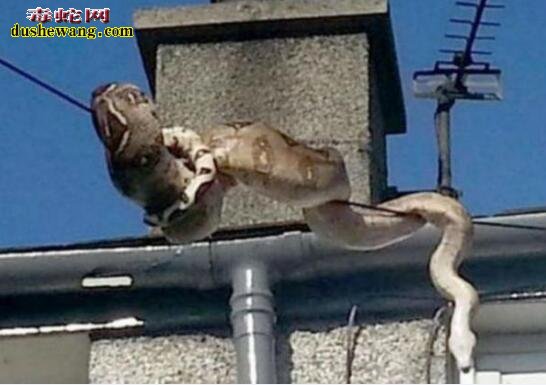 英国街头电线惊现蟒蛇 原来缅甸蟒蛇还是攀爬高手呢！