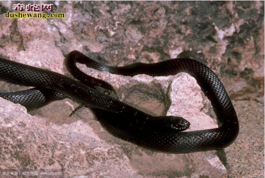 【墨西哥黑王蛇】墨西哥黑王蛇特征、价格 及饲养方法
