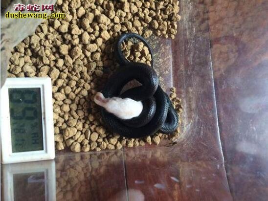 【墨西哥黑王蛇】墨西哥黑王蛇特征、价格 及饲养方法