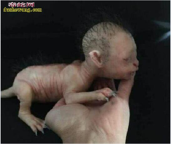 男子非洲丛林发现人形生物!是“兽人”还是外星人?