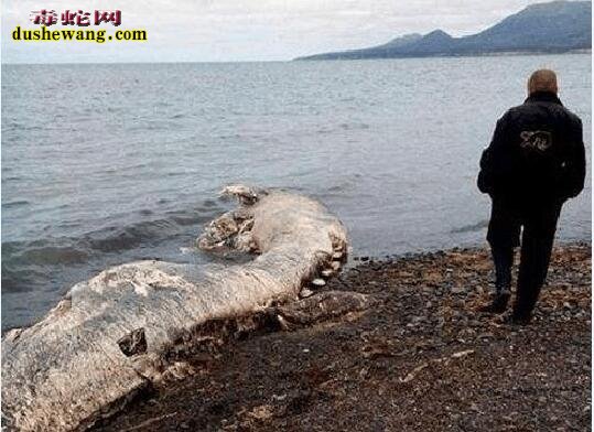 海底居住着神秘的海底人!这种情况到底有没有可能?