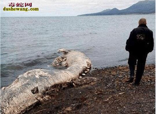 海底居住着神秘的海底人！这种情况到底有没有可能？