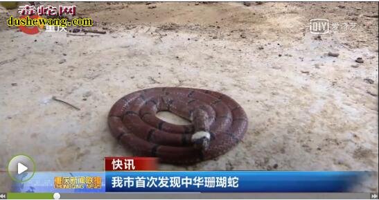 重庆市首次发现中华珊瑚蛇【视频】