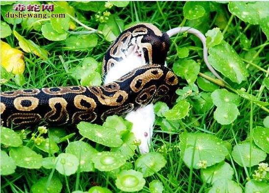 宠物蛇壁纸大全，一组宠物蛇图片带给您视觉冲击！