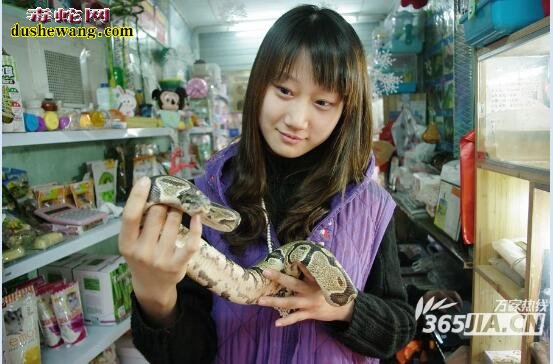 宠物蛇壁纸大全,一组宠物蛇图片带给您视觉冲击!