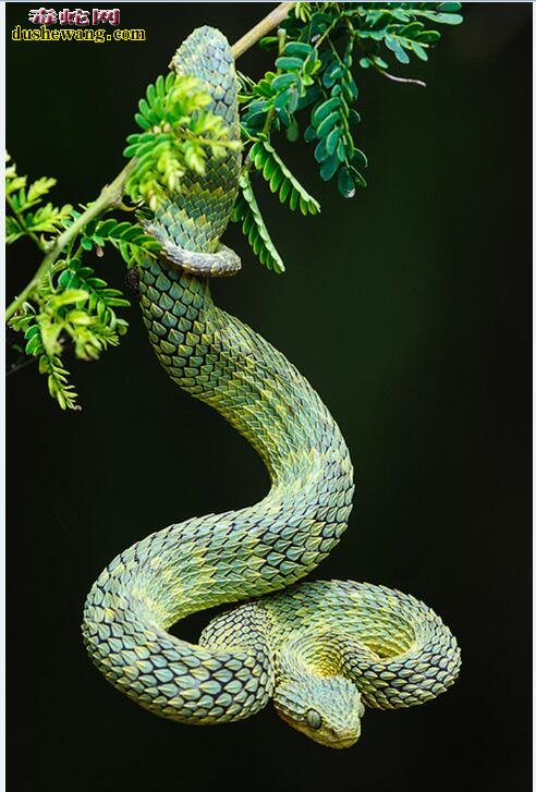 动物蛇
