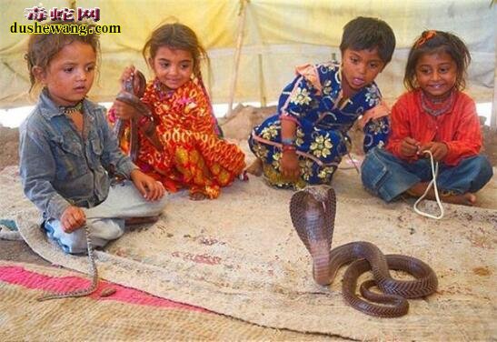 印度瓦迪部落：小孩两岁就开始耍蛇！而且还是剧毒眼镜蛇！