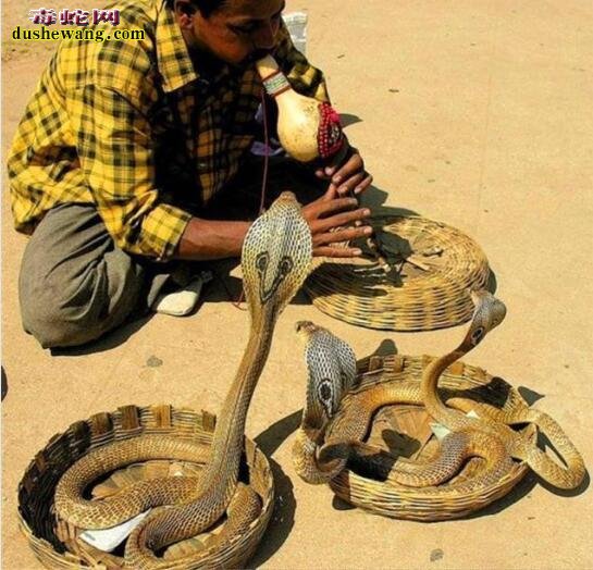 印度瓦迪部落：小孩两岁就开始耍蛇！而且还是剧毒眼镜蛇！
