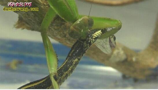 螳螂捕蛇!刀螂的“大刀”也是蛇的天敌,秒杀小蛇!