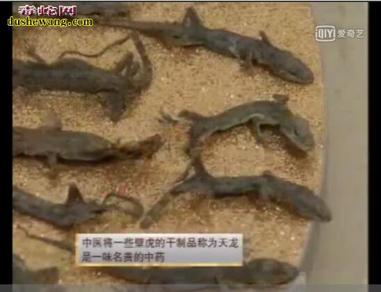 壁虎养殖:壁虎人工养殖技术