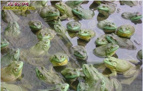 牛蛙怎么养?