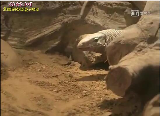 孟加拉巨蜥捕食小白鼠