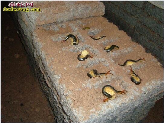 养殖蜈蚣:蜈蚣人工养殖的方法