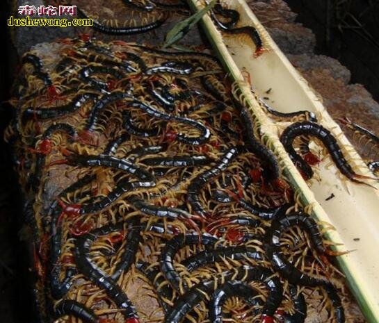 养殖蜈蚣：蜈蚣人工养殖的方法