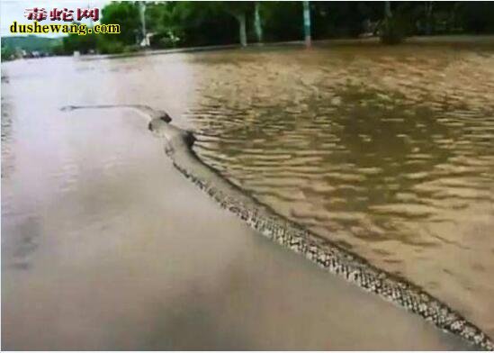 巨蟒渡劫的故事：蟒蛇放弃渡劫洪水中往返救数百人被累死！