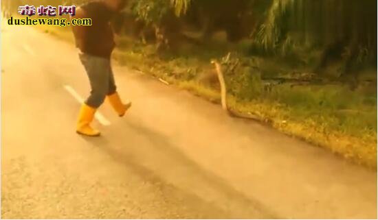 牛人山路上遇上一条巨大眼镜王蛇，轻松戏耍徒手抓捕！
