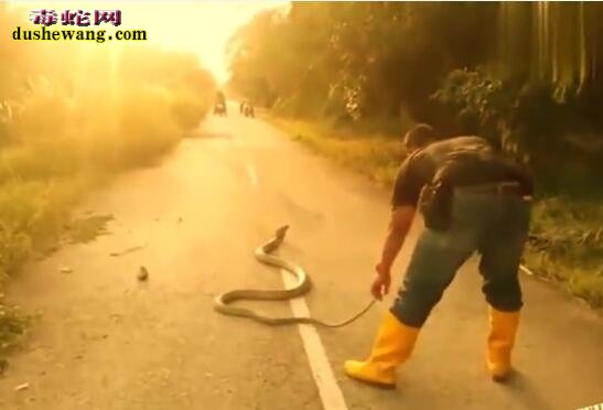 牛人山路上遇上一条巨大眼镜王蛇，轻松戏耍徒手抓捕！