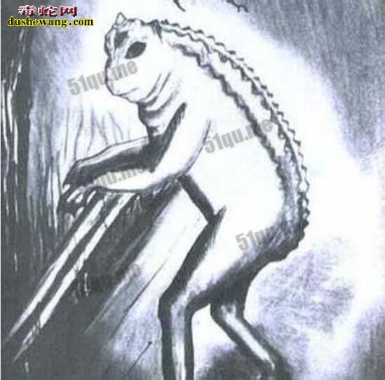 导读:十大神秘生物:传说中的十大神秘生物都有哪些?是否存在?世界之大无奇不有,地球经过亿万年的变化,气候的变迁,各种动物为了生存而进化,出现一些奇特的神秘生物也不是不可能的事情。今天,毒蛇网奇闻小编就来给大家分享一下,传说中的十大神秘生物都有哪些,这些传说已久的神秘生物是否真的存在呢?下面一起来看看: 一、天使猫 飞猫,也被称为“天使猫”,是一种长着蝙蝠翅膀的猫。目前为止还是一个神秘的物种。从20世纪开始,就有不少人发现过这种动物。但是,对这种动物的是否真的存在仍然存在争议。也有专家指出,可能是一种杂种或变异生物。 二、雷鸟 雷鸟(Thunderbird)是美洲原住民传说的一种巨大神鸟,形似老鹰,翅膀有独木舟的桨那么长,当他振翅高飞时,就会风雷乍起,他的眼皮翕张之间,会放出万道闪电,是以巨鸟形象出现的雷、闪电和雨的精灵,和现实生活中存在的雷鸟并无关系。 三、野人 野人是一种存在于世界各地,未被证实存在的高等灵长目动物,直立行走,比猿类高等,具有一定的智能。其较为正式的学术名称是“直立高等灵长目奇异动物”。古人类学认为野人可能是远古智人进化到现代人之间缺失的一环,故有生物学家将其分类为人科人属但并非智人种,与现代人类有最近的亲缘关系。“野人”是众多传说的神秘动物中最可能真实存在的一种。对于“野人”,世界上不同地方有不同的称呼,如“雪人”“雪怪”“大脚怪”等。 四、卓柏卡布拉 卓柏卡布拉(西班牙语:Chupacabra),一种被怀疑存在于美洲的吸血动物。最早被发现在1990年代初波多黎各出现,后来在墨西哥及美国南部(尤其在拉美裔社区)也传说出现,会攻击并吸食牲畜的血。 五、尼斯湖水怪 尼斯湖水怪是生活在英国苏格兰尼斯湖的传疑生物。它的形象一向都是蛇颈龙一般的生物。此怪每年都吸引世界各地的游客前往参观,希望能一睹水怪真面目;同时也吸引着许多科学家和探险者的目光,数百年来已经有无数次的搜捕水怪行动,尽管最后都是以失败告终。 1934年4月,伦敦医生威尔逊于尼斯湖拍下水怪照片,并一直被当作是尼斯湖水怪存在的最有力证据,但后来当事人之一的克里斯蒂安·斯堡林出面说明尼斯湖水怪只是一场恶作剧。1982年,英国一位叫斯图尔特·坎贝尔的科普作家用数学几何图形的计算,让威尔逊在临终前说出了真相:照片是他用玩具潜水艇模型拍的。 六、泽西恶魔 泽西恶魔是传说中的两足有蹄类飞行生物,身长1至1.8米、全身覆盖黑毛、头部似马、以及深红色的眼睛、蝙蝠般的翅膀,据传出没于南新泽西州的松林泥炭地。 七、天蛾人 天蛾人(Mothman)是一种传说中的生物。传说中出没于美国西维吉尼亚州的森林。状似人,有翼,有一对可怕的会发红光的眼。有人说天蛾人没有头,该是人类双肩的位置各有一只大眼,高达7英尺,并能以80英里的速度飞行。1960年代美国即有报告,并引起FBI的正式调查,中国则早在20世纪20年代也有人目击天蛾人在空中飞行。 八、多佛魔鬼 多佛恶魔(Dover Demon)是传说中的生物。最早被目击于1977年4月21日的美国马萨诸塞州多佛(Dover, Massachusetts)。有关多佛恶魔的描述有点类似于外星人,全身无毛,头很大,眼睛还是橙色。 九、英国大猫 英国大猫(British big cats),是一种在苏格兰、英格兰荒郊和乡村游荡着的神秘的大型猫科动物。踪迹十分隐蔽。自2002年以来就有数千宗“大猫”的目击事件发生。目击者声称,这是一种“黑色、狮子一般“"像猫,黑毛,油光锃亮”的动物。据此英国民间成立英国大猫会,接插和收集目击资料,目的是“找出并保护”它们。 十、爱兰青蛙人 爱兰青蛙人为有蹼、直立行走的生物,因首次被发现出没在俄亥俄州的 Loveland( 地名中译:拉夫兰 ),故而得名。但基本目击报告所堆砌出来的生物谣言。 十一、鸮人 鸮人(Owlman), 有时也称为康沃尔鸮人(Cornish Owlman)或莫南的鸮人(The Owlman of Mawnan),是在1976年中旬前后于莫南村发现的神秘生物,有时候鸮人时常与美国的天蛾人相提并论。 十二、本耶普 本耶普,又译宾页(bunyip),是一种澳洲传说的神秘生物。自澳洲殖民开始,就已经有多种有关本耶普的说法。就像其他已灭绝的动物一样,在澳洲原住民的神话中也有对本耶普的记载。 十三、比利猿 比利猿(英语:Bili Ape),又称邦多神秘猿(Bondo Mystery Ape),是一种生活在刚果民主共和国比利森林(Bili Forest)里的一种大型灵长类猿类动物或另一种传说生物。“这种猿类像大猩猩一样生活在地面上,但是又具有类似黑猩猩的食谱和特征。”《国家地理杂志》的一位记者说。用无核DNA做的初步基因测试表明,这种猿类和黑猩猩的Pan troglodytes schweinfurthii亚种关系很近。但是它们的行为和大猩猩又很像,这让世界各地的灵长类专家都十分好奇,因为这种猿类兼有黑猩猩和大猩猩的某些特点,人们对于这种猿类的分类仍有疑问及争议。 十四、驴头狼 驴头狼是传说生活在中国湖北省神农架的一种驴头狼身的怪物,体形和毛驴差不多,但有四支像狼的利爪。是一种食肉动物,在1960年代,有不少人声称见过此种动物。不少生物学家认为驴头狼是史前动物沙犷,主要生活在距今450万至700万年的欧洲、亚洲以及非洲大陆上。 十五、海伦娜海牛 海伦娜海牛,或译赫勒拿海牛(英语:Manatee of Helena),是曾经生存于圣赫勒拿岛的一种神秘生物,据信,在该岛被殖民之前有一个大的海牛种群。与已知海牛不同,海伦娜海牛是半水生的,有时会像海豹一样登上陆地。目前并无证据能证明它们的存在,只有两起目击报告在案。 十六、植物羊 植物羊是一种传说中的植形动物,在古代中国和欧洲典籍都有记载。 十七、食人树 食人树指不同传说中的食肉植物,其体型庞大得能够杀死甚至吞噬一个人类或其它大型动物。纵使有着各种不能肯定的有关报告记载,目前为止没有此类植物的具体存在证据。