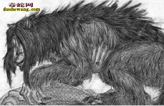 导读:十大神秘生物:传说中的十大神秘生物都有哪些?是否存在?世界之大无奇不有,地球经过亿万年的变化,气候的变迁,各种动物为了生存而进化,出现一些奇特的神秘生物也不是不可能的事情。今天,毒蛇网奇闻小编就来给大家分享一下,传说中的十大神秘生物都有哪些,这些传说已久的神秘生物是否真的存在呢?下面一起来看看: 一、天使猫 飞猫,也被称为“天使猫”,是一种长着蝙蝠翅膀的猫。目前为止还是一个神秘的物种。从20世纪开始,就有不少人发现过这种动物。但是,对这种动物的是否真的存在仍然存在争议。也有专家指出,可能是一种杂种或变异生物。 二、雷鸟 雷鸟(Thunderbird)是美洲原住民传说的一种巨大神鸟,形似老鹰,翅膀有独木舟的桨那么长,当他振翅高飞时,就会风雷乍起,他的眼皮翕张之间,会放出万道闪电,是以巨鸟形象出现的雷、闪电和雨的精灵,和现实生活中存在的雷鸟并无关系。 三、野人 野人是一种存在于世界各地,未被证实存在的高等灵长目动物,直立行走,比猿类高等,具有一定的智能。其较为正式的学术名称是“直立高等灵长目奇异动物”。古人类学认为野人可能是远古智人进化到现代人之间缺失的一环,故有生物学家将其分类为人科人属但并非智人种,与现代人类有最近的亲缘关系。“野人”是众多传说的神秘动物中最可能真实存在的一种。对于“野人”,世界上不同地方有不同的称呼,如“雪人”“雪怪”“大脚怪”等。 四、卓柏卡布拉 卓柏卡布拉(西班牙语:Chupacabra),一种被怀疑存在于美洲的吸血动物。最早被发现在1990年代初波多黎各出现,后来在墨西哥及美国南部(尤其在拉美裔社区)也传说出现,会攻击并吸食牲畜的血。 五、尼斯湖水怪 尼斯湖水怪是生活在英国苏格兰尼斯湖的传疑生物。它的形象一向都是蛇颈龙一般的生物。此怪每年都吸引世界各地的游客前往参观,希望能一睹水怪真面目;同时也吸引着许多科学家和探险者的目光,数百年来已经有无数次的搜捕水怪行动,尽管最后都是以失败告终。 1934年4月,伦敦医生威尔逊于尼斯湖拍下水怪照片,并一直被当作是尼斯湖水怪存在的最有力证据,但后来当事人之一的克里斯蒂安·斯堡林出面说明尼斯湖水怪只是一场恶作剧。1982年,英国一位叫斯图尔特·坎贝尔的科普作家用数学几何图形的计算,让威尔逊在临终前说出了真相:照片是他用玩具潜水艇模型拍的。 六、泽西恶魔 泽西恶魔是传说中的两足有蹄类飞行生物,身长1至1.8米、全身覆盖黑毛、头部似马、以及深红色的眼睛、蝙蝠般的翅膀,据传出没于南新泽西州的松林泥炭地。 七、天蛾人 天蛾人(Mothman)是一种传说中的生物。传说中出没于美国西维吉尼亚州的森林。状似人,有翼,有一对可怕的会发红光的眼。有人说天蛾人没有头,该是人类双肩的位置各有一只大眼,高达7英尺,并能以80英里的速度飞行。1960年代美国即有报告,并引起FBI的正式调查,中国则早在20世纪20年代也有人目击天蛾人在空中飞行。 八、多佛魔鬼 多佛恶魔(Dover Demon)是传说中的生物。最早被目击于1977年4月21日的美国马萨诸塞州多佛(Dover, Massachusetts)。有关多佛恶魔的描述有点类似于外星人,全身无毛,头很大,眼睛还是橙色。 九、英国大猫 英国大猫(British big cats),是一种在苏格兰、英格兰荒郊和乡村游荡着的神秘的大型猫科动物。踪迹十分隐蔽。自2002年以来就有数千宗“大猫”的目击事件发生。目击者声称,这是一种“黑色、狮子一般“"像猫,黑毛,油光锃亮”的动物。据此英国民间成立英国大猫会,接插和收集目击资料,目的是“找出并保护”它们。 十、爱兰青蛙人 爱兰青蛙人为有蹼、直立行走的生物,因首次被发现出没在俄亥俄州的 Loveland( 地名中译:拉夫兰 ),故而得名。但基本目击报告所堆砌出来的生物谣言。 十一、鸮人 鸮人(Owlman), 有时也称为康沃尔鸮人(Cornish Owlman)或莫南的鸮人(The Owlman of Mawnan),是在1976年中旬前后于莫南村发现的神秘生物,有时候鸮人时常与美国的天蛾人相提并论。 十二、本耶普 本耶普,又译宾页(bunyip),是一种澳洲传说的神秘生物。自澳洲殖民开始,就已经有多种有关本耶普的说法。就像其他已灭绝的动物一样,在澳洲原住民的神话中也有对本耶普的记载。 十三、比利猿 比利猿(英语:Bili Ape),又称邦多神秘猿(Bondo Mystery Ape),是一种生活在刚果民主共和国比利森林(Bili Forest)里的一种大型灵长类猿类动物或另一种传说生物。“这种猿类像大猩猩一样生活在地面上,但是又具有类似黑猩猩的食谱和特征。”《国家地理杂志》的一位记者说。用无核DNA做的初步基因测试表明,这种猿类和黑猩猩的Pan troglodytes schweinfurthii亚种关系很近。但是它们的行为和大猩猩又很像,这让世界各地的灵长类专家都十分好奇,因为这种猿类兼有黑猩猩和大猩猩的某些特点,人们对于这种猿类的分类仍有疑问及争议。 十四、驴头狼 驴头狼是传说生活在中国湖北省神农架的一种驴头狼身的怪物,体形和毛驴差不多,但有四支像狼的利爪。是一种食肉动物,在1960年代,有不少人声称见过此种动物。不少生物学家认为驴头狼是史前动物沙犷,主要生活在距今450万至700万年的欧洲、亚洲以及非洲大陆上。 十五、海伦娜海牛 海伦娜海牛,或译赫勒拿海牛(英语:Manatee of Helena),是曾经生存于圣赫勒拿岛的一种神秘生物,据信,在该岛被殖民之前有一个大的海牛种群。与已知海牛不同,海伦娜海牛是半水生的,有时会像海豹一样登上陆地。目前并无证据能证明它们的存在,只有两起目击报告在案。 十六、植物羊 植物羊是一种传说中的植形动物,在古代中国和欧洲典籍都有记载。 十七、食人树 食人树指不同传说中的食肉植物,其体型庞大得能够杀死甚至吞噬一个人类或其它大型动物。纵使有着各种不能肯定的有关报告记载,目前为止没有此类植物的具体存在证据。