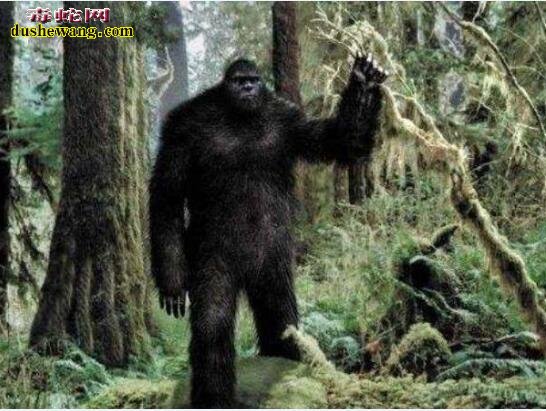 导读:十大神秘生物:传说中的十大神秘生物都有哪些?是否存在?世界之大无奇不有,地球经过亿万年的变化,气候的变迁,各种动物为了生存而进化,出现一些奇特的神秘生物也不是不可能的事情。今天,毒蛇网奇闻小编就来给大家分享一下,传说中的十大神秘生物都有哪些,这些传说已久的神秘生物是否真的存在呢?下面一起来看看: 一、天使猫 飞猫,也被称为“天使猫”,是一种长着蝙蝠翅膀的猫。目前为止还是一个神秘的物种。从20世纪开始,就有不少人发现过这种动物。但是,对这种动物的是否真的存在仍然存在争议。也有专家指出,可能是一种杂种或变异生物。 二、雷鸟 雷鸟(Thunderbird)是美洲原住民传说的一种巨大神鸟,形似老鹰,翅膀有独木舟的桨那么长,当他振翅高飞时,就会风雷乍起,他的眼皮翕张之间,会放出万道闪电,是以巨鸟形象出现的雷、闪电和雨的精灵,和现实生活中存在的雷鸟并无关系。 三、野人 野人是一种存在于世界各地,未被证实存在的高等灵长目动物,直立行走,比猿类高等,具有一定的智能。其较为正式的学术名称是“直立高等灵长目奇异动物”。古人类学认为野人可能是远古智人进化到现代人之间缺失的一环,故有生物学家将其分类为人科人属但并非智人种,与现代人类有最近的亲缘关系。“野人”是众多传说的神秘动物中最可能真实存在的一种。对于“野人”,世界上不同地方有不同的称呼,如“雪人”“雪怪”“大脚怪”等。 四、卓柏卡布拉 卓柏卡布拉(西班牙语:Chupacabra),一种被怀疑存在于美洲的吸血动物。最早被发现在1990年代初波多黎各出现,后来在墨西哥及美国南部(尤其在拉美裔社区)也传说出现,会攻击并吸食牲畜的血。 五、尼斯湖水怪 尼斯湖水怪是生活在英国苏格兰尼斯湖的传疑生物。它的形象一向都是蛇颈龙一般的生物。此怪每年都吸引世界各地的游客前往参观,希望能一睹水怪真面目;同时也吸引着许多科学家和探险者的目光,数百年来已经有无数次的搜捕水怪行动,尽管最后都是以失败告终。 1934年4月,伦敦医生威尔逊于尼斯湖拍下水怪照片,并一直被当作是尼斯湖水怪存在的最有力证据,但后来当事人之一的克里斯蒂安·斯堡林出面说明尼斯湖水怪只是一场恶作剧。1982年,英国一位叫斯图尔特·坎贝尔的科普作家用数学几何图形的计算,让威尔逊在临终前说出了真相:照片是他用玩具潜水艇模型拍的。 六、泽西恶魔 泽西恶魔是传说中的两足有蹄类飞行生物,身长1至1.8米、全身覆盖黑毛、头部似马、以及深红色的眼睛、蝙蝠般的翅膀,据传出没于南新泽西州的松林泥炭地。 七、天蛾人 天蛾人(Mothman)是一种传说中的生物。传说中出没于美国西维吉尼亚州的森林。状似人,有翼,有一对可怕的会发红光的眼。有人说天蛾人没有头,该是人类双肩的位置各有一只大眼,高达7英尺,并能以80英里的速度飞行。1960年代美国即有报告,并引起FBI的正式调查,中国则早在20世纪20年代也有人目击天蛾人在空中飞行。 八、多佛魔鬼 多佛恶魔(Dover Demon)是传说中的生物。最早被目击于1977年4月21日的美国马萨诸塞州多佛(Dover, Massachusetts)。有关多佛恶魔的描述有点类似于外星人,全身无毛,头很大,眼睛还是橙色。 九、英国大猫 英国大猫(British big cats),是一种在苏格兰、英格兰荒郊和乡村游荡着的神秘的大型猫科动物。踪迹十分隐蔽。自2002年以来就有数千宗“大猫”的目击事件发生。目击者声称,这是一种“黑色、狮子一般“"像猫,黑毛,油光锃亮”的动物。据此英国民间成立英国大猫会,接插和收集目击资料,目的是“找出并保护”它们。 十、爱兰青蛙人 爱兰青蛙人为有蹼、直立行走的生物,因首次被发现出没在俄亥俄州的 Loveland( 地名中译:拉夫兰 ),故而得名。但基本目击报告所堆砌出来的生物谣言。 十一、鸮人 鸮人(Owlman), 有时也称为康沃尔鸮人(Cornish Owlman)或莫南的鸮人(The Owlman of Mawnan),是在1976年中旬前后于莫南村发现的神秘生物,有时候鸮人时常与美国的天蛾人相提并论。 十二、本耶普 本耶普,又译宾页(bunyip),是一种澳洲传说的神秘生物。自澳洲殖民开始,就已经有多种有关本耶普的说法。就像其他已灭绝的动物一样,在澳洲原住民的神话中也有对本耶普的记载。 十三、比利猿 比利猿(英语:Bili Ape),又称邦多神秘猿(Bondo Mystery Ape),是一种生活在刚果民主共和国比利森林(Bili Forest)里的一种大型灵长类猿类动物或另一种传说生物。“这种猿类像大猩猩一样生活在地面上,但是又具有类似黑猩猩的食谱和特征。”《国家地理杂志》的一位记者说。用无核DNA做的初步基因测试表明,这种猿类和黑猩猩的Pan troglodytes schweinfurthii亚种关系很近。但是它们的行为和大猩猩又很像,这让世界各地的灵长类专家都十分好奇,因为这种猿类兼有黑猩猩和大猩猩的某些特点,人们对于这种猿类的分类仍有疑问及争议。 十四、驴头狼 驴头狼是传说生活在中国湖北省神农架的一种驴头狼身的怪物,体形和毛驴差不多,但有四支像狼的利爪。是一种食肉动物,在1960年代,有不少人声称见过此种动物。不少生物学家认为驴头狼是史前动物沙犷,主要生活在距今450万至700万年的欧洲、亚洲以及非洲大陆上。 十五、海伦娜海牛 海伦娜海牛,或译赫勒拿海牛(英语:Manatee of Helena),是曾经生存于圣赫勒拿岛的一种神秘生物,据信,在该岛被殖民之前有一个大的海牛种群。与已知海牛不同,海伦娜海牛是半水生的,有时会像海豹一样登上陆地。目前并无证据能证明它们的存在,只有两起目击报告在案。 十六、植物羊 植物羊是一种传说中的植形动物,在古代中国和欧洲典籍都有记载。 十七、食人树 食人树指不同传说中的食肉植物,其体型庞大得能够杀死甚至吞噬一个人类或其它大型动物。纵使有着各种不能肯定的有关报告记载,目前为止没有此类植物的具体存在证据。