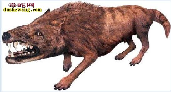 导读:十大神秘生物:传说中的十大神秘生物都有哪些?是否存在?世界之大无奇不有,地球经过亿万年的变化,气候的变迁,各种动物为了生存而进化,出现一些奇特的神秘生物也不是不可能的事情。今天,毒蛇网奇闻小编就来给大家分享一下,传说中的十大神秘生物都有哪些,这些传说已久的神秘生物是否真的存在呢?下面一起来看看: 一、天使猫 飞猫,也被称为“天使猫”,是一种长着蝙蝠翅膀的猫。目前为止还是一个神秘的物种。从20世纪开始,就有不少人发现过这种动物。但是,对这种动物的是否真的存在仍然存在争议。也有专家指出,可能是一种杂种或变异生物。 二、雷鸟 雷鸟(Thunderbird)是美洲原住民传说的一种巨大神鸟,形似老鹰,翅膀有独木舟的桨那么长,当他振翅高飞时,就会风雷乍起,他的眼皮翕张之间,会放出万道闪电,是以巨鸟形象出现的雷、闪电和雨的精灵,和现实生活中存在的雷鸟并无关系。 三、野人 野人是一种存在于世界各地,未被证实存在的高等灵长目动物,直立行走,比猿类高等,具有一定的智能。其较为正式的学术名称是“直立高等灵长目奇异动物”。古人类学认为野人可能是远古智人进化到现代人之间缺失的一环,故有生物学家将其分类为人科人属但并非智人种,与现代人类有最近的亲缘关系。“野人”是众多传说的神秘动物中最可能真实存在的一种。对于“野人”,世界上不同地方有不同的称呼,如“雪人”“雪怪”“大脚怪”等。 四、卓柏卡布拉 卓柏卡布拉(西班牙语:Chupacabra),一种被怀疑存在于美洲的吸血动物。最早被发现在1990年代初波多黎各出现,后来在墨西哥及美国南部(尤其在拉美裔社区)也传说出现,会攻击并吸食牲畜的血。 五、尼斯湖水怪 尼斯湖水怪是生活在英国苏格兰尼斯湖的传疑生物。它的形象一向都是蛇颈龙一般的生物。此怪每年都吸引世界各地的游客前往参观,希望能一睹水怪真面目;同时也吸引着许多科学家和探险者的目光,数百年来已经有无数次的搜捕水怪行动,尽管最后都是以失败告终。 1934年4月,伦敦医生威尔逊于尼斯湖拍下水怪照片,并一直被当作是尼斯湖水怪存在的最有力证据,但后来当事人之一的克里斯蒂安·斯堡林出面说明尼斯湖水怪只是一场恶作剧。1982年,英国一位叫斯图尔特·坎贝尔的科普作家用数学几何图形的计算,让威尔逊在临终前说出了真相:照片是他用玩具潜水艇模型拍的。 六、泽西恶魔 泽西恶魔是传说中的两足有蹄类飞行生物,身长1至1.8米、全身覆盖黑毛、头部似马、以及深红色的眼睛、蝙蝠般的翅膀,据传出没于南新泽西州的松林泥炭地。 七、天蛾人 天蛾人(Mothman)是一种传说中的生物。传说中出没于美国西维吉尼亚州的森林。状似人,有翼,有一对可怕的会发红光的眼。有人说天蛾人没有头,该是人类双肩的位置各有一只大眼,高达7英尺,并能以80英里的速度飞行。1960年代美国即有报告,并引起FBI的正式调查,中国则早在20世纪20年代也有人目击天蛾人在空中飞行。 八、多佛魔鬼 多佛恶魔(Dover Demon)是传说中的生物。最早被目击于1977年4月21日的美国马萨诸塞州多佛(Dover, Massachusetts)。有关多佛恶魔的描述有点类似于外星人,全身无毛,头很大,眼睛还是橙色。 九、英国大猫 英国大猫(British big cats),是一种在苏格兰、英格兰荒郊和乡村游荡着的神秘的大型猫科动物。踪迹十分隐蔽。自2002年以来就有数千宗“大猫”的目击事件发生。目击者声称,这是一种“黑色、狮子一般“"像猫,黑毛,油光锃亮”的动物。据此英国民间成立英国大猫会,接插和收集目击资料,目的是“找出并保护”它们。 十、爱兰青蛙人 爱兰青蛙人为有蹼、直立行走的生物,因首次被发现出没在俄亥俄州的 Loveland( 地名中译:拉夫兰 ),故而得名。但基本目击报告所堆砌出来的生物谣言。 十一、鸮人 鸮人(Owlman), 有时也称为康沃尔鸮人(Cornish Owlman)或莫南的鸮人(The Owlman of Mawnan),是在1976年中旬前后于莫南村发现的神秘生物,有时候鸮人时常与美国的天蛾人相提并论。 十二、本耶普 本耶普,又译宾页(bunyip),是一种澳洲传说的神秘生物。自澳洲殖民开始,就已经有多种有关本耶普的说法。就像其他已灭绝的动物一样,在澳洲原住民的神话中也有对本耶普的记载。 十三、比利猿 比利猿(英语:Bili Ape),又称邦多神秘猿(Bondo Mystery Ape),是一种生活在刚果民主共和国比利森林(Bili Forest)里的一种大型灵长类猿类动物或另一种传说生物。“这种猿类像大猩猩一样生活在地面上,但是又具有类似黑猩猩的食谱和特征。”《国家地理杂志》的一位记者说。用无核DNA做的初步基因测试表明,这种猿类和黑猩猩的Pan troglodytes schweinfurthii亚种关系很近。但是它们的行为和大猩猩又很像,这让世界各地的灵长类专家都十分好奇,因为这种猿类兼有黑猩猩和大猩猩的某些特点,人们对于这种猿类的分类仍有疑问及争议。 十四、驴头狼 驴头狼是传说生活在中国湖北省神农架的一种驴头狼身的怪物,体形和毛驴差不多,但有四支像狼的利爪。是一种食肉动物,在1960年代,有不少人声称见过此种动物。不少生物学家认为驴头狼是史前动物沙犷,主要生活在距今450万至700万年的欧洲、亚洲以及非洲大陆上。 十五、海伦娜海牛 海伦娜海牛,或译赫勒拿海牛(英语:Manatee of Helena),是曾经生存于圣赫勒拿岛的一种神秘生物,据信,在该岛被殖民之前有一个大的海牛种群。与已知海牛不同,海伦娜海牛是半水生的,有时会像海豹一样登上陆地。目前并无证据能证明它们的存在,只有两起目击报告在案。 十六、植物羊 植物羊是一种传说中的植形动物,在古代中国和欧洲典籍都有记载。 十七、食人树 食人树指不同传说中的食肉植物,其体型庞大得能够杀死甚至吞噬一个人类或其它大型动物。纵使有着各种不能肯定的有关报告记载,目前为止没有此类植物的具体存在证据。