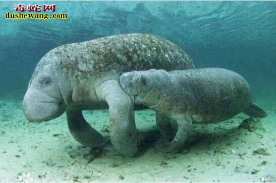 导读:十大神秘生物:传说中的十大神秘生物都有哪些?是否存在?世界之大无奇不有,地球经过亿万年的变化,气候的变迁,各种动物为了生存而进化,出现一些奇特的神秘生物也不是不可能的事情。今天,毒蛇网奇闻小编就来给大家分享一下,传说中的十大神秘生物都有哪些,这些传说已久的神秘生物是否真的存在呢?下面一起来看看: 一、天使猫 飞猫,也被称为“天使猫”,是一种长着蝙蝠翅膀的猫。目前为止还是一个神秘的物种。从20世纪开始,就有不少人发现过这种动物。但是,对这种动物的是否真的存在仍然存在争议。也有专家指出,可能是一种杂种或变异生物。 二、雷鸟 雷鸟(Thunderbird)是美洲原住民传说的一种巨大神鸟,形似老鹰,翅膀有独木舟的桨那么长,当他振翅高飞时,就会风雷乍起,他的眼皮翕张之间,会放出万道闪电,是以巨鸟形象出现的雷、闪电和雨的精灵,和现实生活中存在的雷鸟并无关系。 三、野人 野人是一种存在于世界各地,未被证实存在的高等灵长目动物,直立行走,比猿类高等,具有一定的智能。其较为正式的学术名称是“直立高等灵长目奇异动物”。古人类学认为野人可能是远古智人进化到现代人之间缺失的一环,故有生物学家将其分类为人科人属但并非智人种,与现代人类有最近的亲缘关系。“野人”是众多传说的神秘动物中最可能真实存在的一种。对于“野人”,世界上不同地方有不同的称呼,如“雪人”“雪怪”“大脚怪”等。 四、卓柏卡布拉 卓柏卡布拉(西班牙语:Chupacabra),一种被怀疑存在于美洲的吸血动物。最早被发现在1990年代初波多黎各出现,后来在墨西哥及美国南部(尤其在拉美裔社区)也传说出现,会攻击并吸食牲畜的血。 五、尼斯湖水怪 尼斯湖水怪是生活在英国苏格兰尼斯湖的传疑生物。它的形象一向都是蛇颈龙一般的生物。此怪每年都吸引世界各地的游客前往参观,希望能一睹水怪真面目;同时也吸引着许多科学家和探险者的目光,数百年来已经有无数次的搜捕水怪行动,尽管最后都是以失败告终。 1934年4月,伦敦医生威尔逊于尼斯湖拍下水怪照片,并一直被当作是尼斯湖水怪存在的最有力证据,但后来当事人之一的克里斯蒂安·斯堡林出面说明尼斯湖水怪只是一场恶作剧。1982年,英国一位叫斯图尔特·坎贝尔的科普作家用数学几何图形的计算,让威尔逊在临终前说出了真相:照片是他用玩具潜水艇模型拍的。 六、泽西恶魔 泽西恶魔是传说中的两足有蹄类飞行生物,身长1至1.8米、全身覆盖黑毛、头部似马、以及深红色的眼睛、蝙蝠般的翅膀,据传出没于南新泽西州的松林泥炭地。 七、天蛾人 天蛾人(Mothman)是一种传说中的生物。传说中出没于美国西维吉尼亚州的森林。状似人,有翼,有一对可怕的会发红光的眼。有人说天蛾人没有头,该是人类双肩的位置各有一只大眼,高达7英尺,并能以80英里的速度飞行。1960年代美国即有报告,并引起FBI的正式调查,中国则早在20世纪20年代也有人目击天蛾人在空中飞行。 八、多佛魔鬼 多佛恶魔(Dover Demon)是传说中的生物。最早被目击于1977年4月21日的美国马萨诸塞州多佛(Dover, Massachusetts)。有关多佛恶魔的描述有点类似于外星人,全身无毛,头很大,眼睛还是橙色。 九、英国大猫 英国大猫(British big cats),是一种在苏格兰、英格兰荒郊和乡村游荡着的神秘的大型猫科动物。踪迹十分隐蔽。自2002年以来就有数千宗“大猫”的目击事件发生。目击者声称,这是一种“黑色、狮子一般“"像猫,黑毛,油光锃亮”的动物。据此英国民间成立英国大猫会,接插和收集目击资料,目的是“找出并保护”它们。 十、爱兰青蛙人 爱兰青蛙人为有蹼、直立行走的生物,因首次被发现出没在俄亥俄州的 Loveland( 地名中译:拉夫兰 ),故而得名。但基本目击报告所堆砌出来的生物谣言。 十一、鸮人 鸮人(Owlman), 有时也称为康沃尔鸮人(Cornish Owlman)或莫南的鸮人(The Owlman of Mawnan),是在1976年中旬前后于莫南村发现的神秘生物,有时候鸮人时常与美国的天蛾人相提并论。 十二、本耶普 本耶普,又译宾页(bunyip),是一种澳洲传说的神秘生物。自澳洲殖民开始,就已经有多种有关本耶普的说法。就像其他已灭绝的动物一样,在澳洲原住民的神话中也有对本耶普的记载。 十三、比利猿 比利猿(英语:Bili Ape),又称邦多神秘猿(Bondo Mystery Ape),是一种生活在刚果民主共和国比利森林(Bili Forest)里的一种大型灵长类猿类动物或另一种传说生物。“这种猿类像大猩猩一样生活在地面上,但是又具有类似黑猩猩的食谱和特征。”《国家地理杂志》的一位记者说。用无核DNA做的初步基因测试表明,这种猿类和黑猩猩的Pan troglodytes schweinfurthii亚种关系很近。但是它们的行为和大猩猩又很像,这让世界各地的灵长类专家都十分好奇,因为这种猿类兼有黑猩猩和大猩猩的某些特点,人们对于这种猿类的分类仍有疑问及争议。 十四、驴头狼 驴头狼是传说生活在中国湖北省神农架的一种驴头狼身的怪物,体形和毛驴差不多,但有四支像狼的利爪。是一种食肉动物,在1960年代,有不少人声称见过此种动物。不少生物学家认为驴头狼是史前动物沙犷,主要生活在距今450万至700万年的欧洲、亚洲以及非洲大陆上。 十五、海伦娜海牛 海伦娜海牛,或译赫勒拿海牛(英语:Manatee of Helena),是曾经生存于圣赫勒拿岛的一种神秘生物,据信,在该岛被殖民之前有一个大的海牛种群。与已知海牛不同,海伦娜海牛是半水生的,有时会像海豹一样登上陆地。目前并无证据能证明它们的存在,只有两起目击报告在案。 十六、植物羊 植物羊是一种传说中的植形动物,在古代中国和欧洲典籍都有记载。 十七、食人树 食人树指不同传说中的食肉植物,其体型庞大得能够杀死甚至吞噬一个人类或其它大型动物。纵使有着各种不能肯定的有关报告记载,目前为止没有此类植物的具体存在证据。