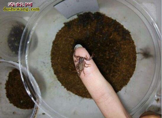 蝎子怎么养殖?