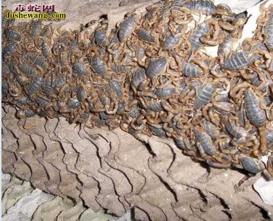 蝎子怎么养殖?