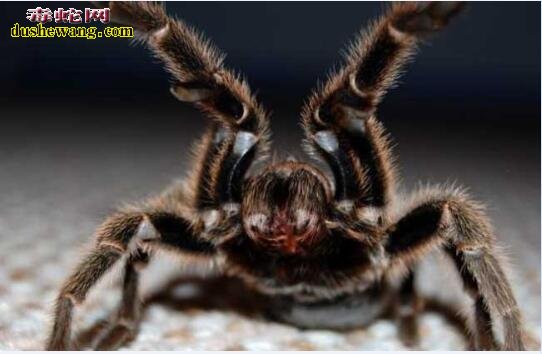 宠物蜘蛛：宠物蜘蛛品种及图片鉴赏