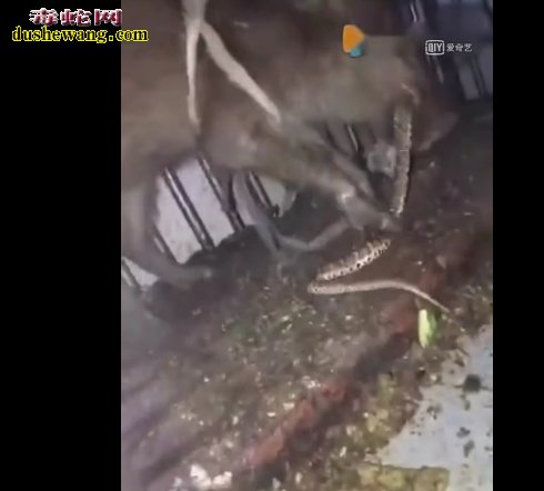 猪为什么是蛇的天敌?