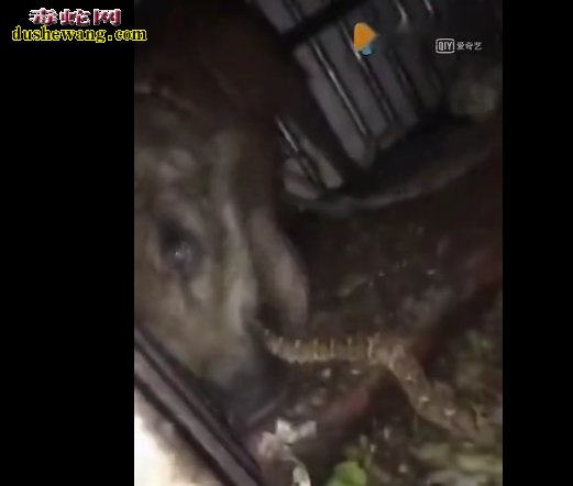 猪为什么是蛇的天敌?
